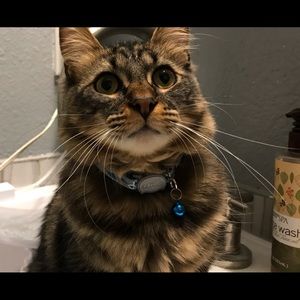 Meet your Posher, Bobby